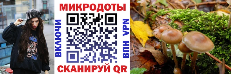Псилоцибиновые грибы Psilocybe  Мончегорск 